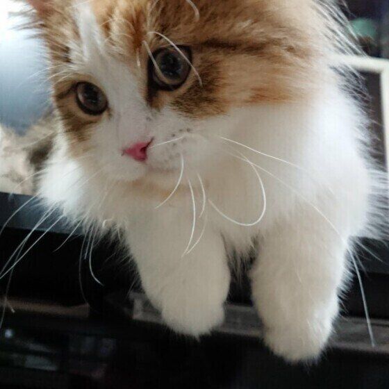 サイベリアンのめるるちゃん