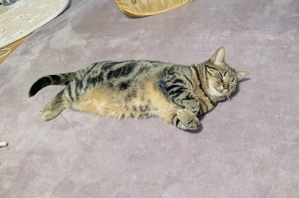 寝ているアメリカンショートヘア