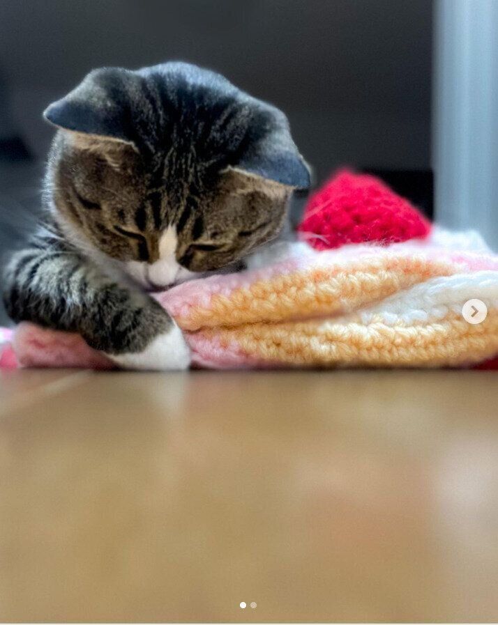 ハウスの上で眠るぐりちゃん