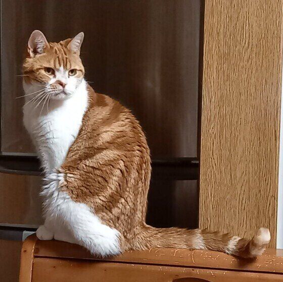 お座りするマンチカン