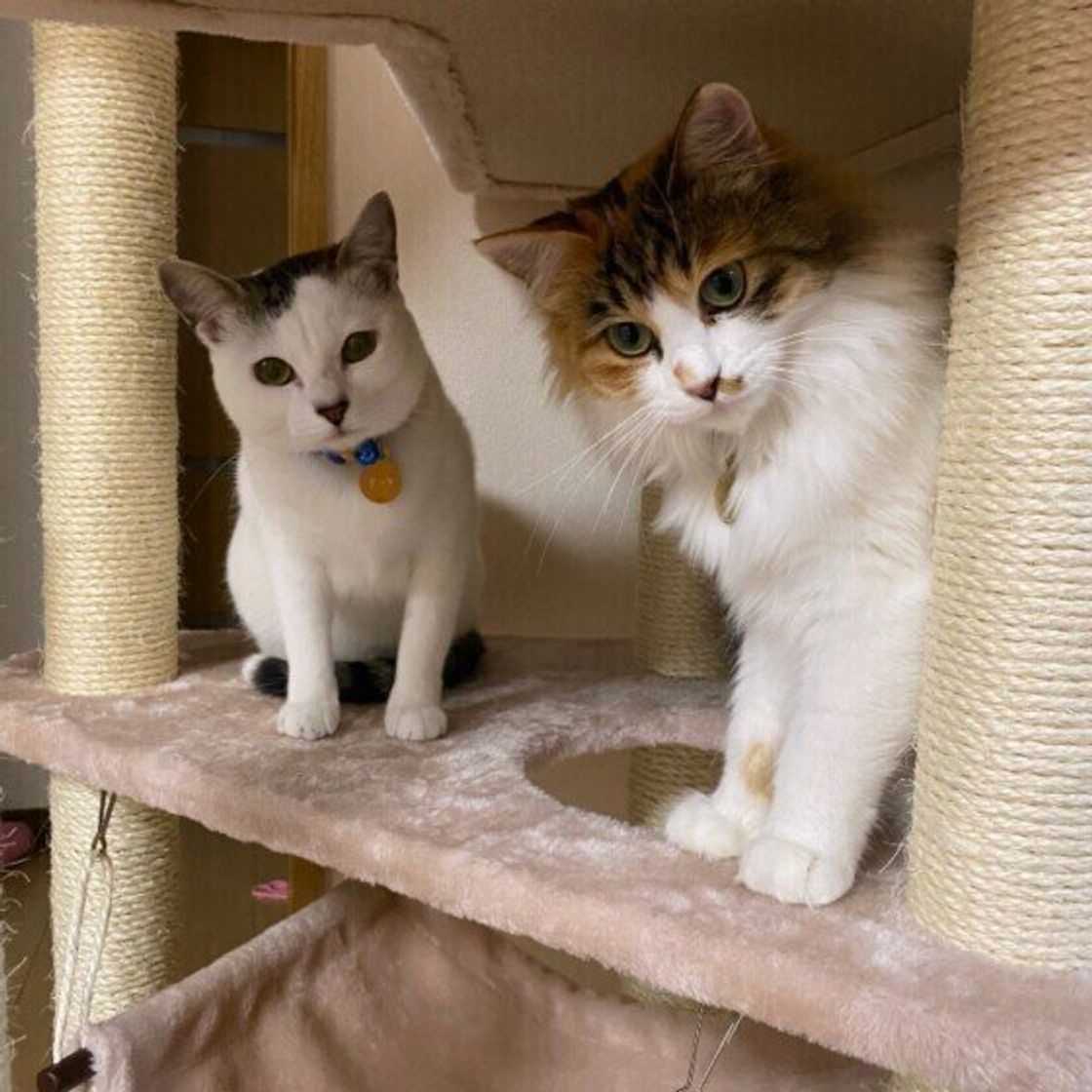 調査 見た目や性格が同一猫と思えない 野良猫 飼い猫 の激変エピソード ねこのきもちweb Magazine 調査 見た目や性格が同一猫と思えない 野良猫 飼い猫 の激変エピソード ねこのきもちweb Magazine