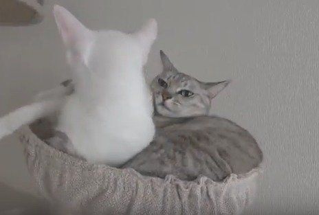 猫のチロ　マロ