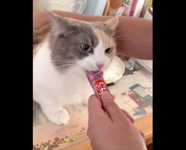 ちゅ〜るを食べるこのはちゃん