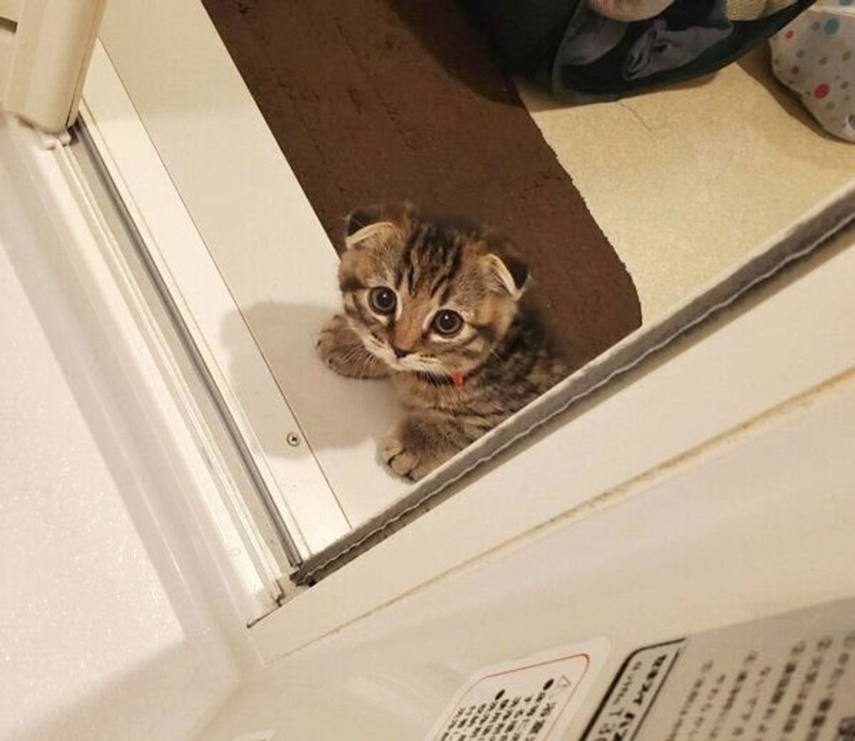 うちにも来てほしい お風呂の中を覗く子猫の姿に 可愛い の声が殺到 ねこのきもちweb Magazine うちにも来てほしい お風呂の中を覗く子猫の姿に 可愛い の声が殺到 ねこのきもちweb Magazine