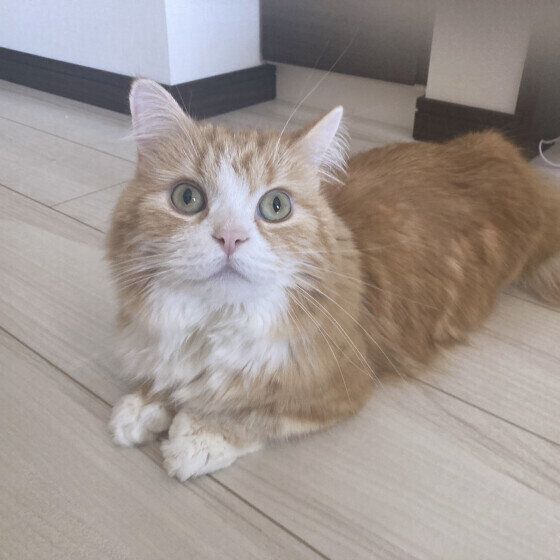 ミヌエット　樹