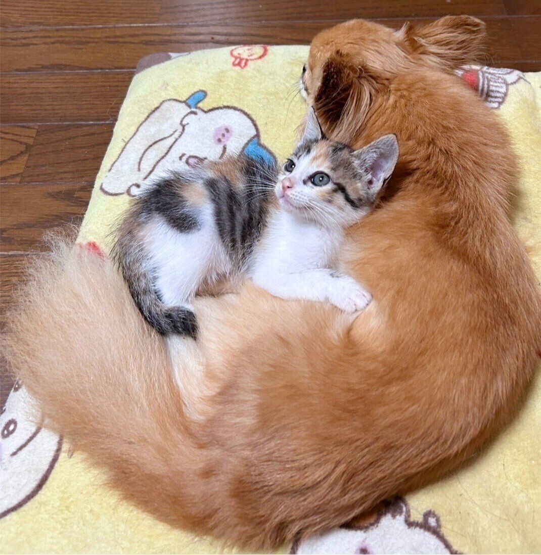 ほほ笑むチッチちゃん