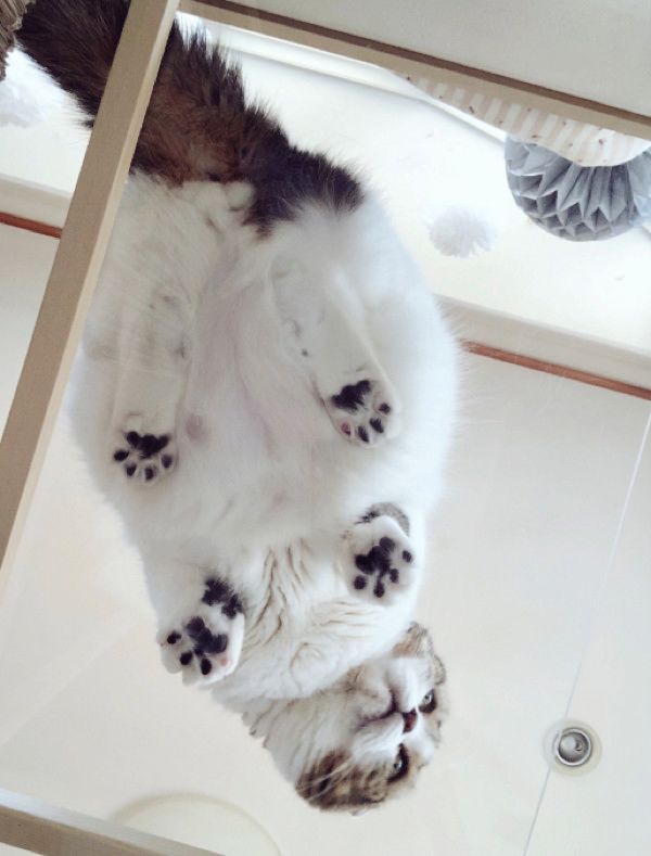 肉球がかわいい猫