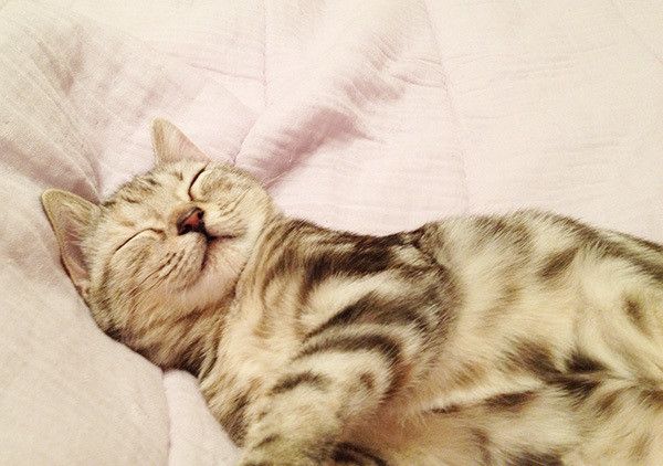 眠る猫