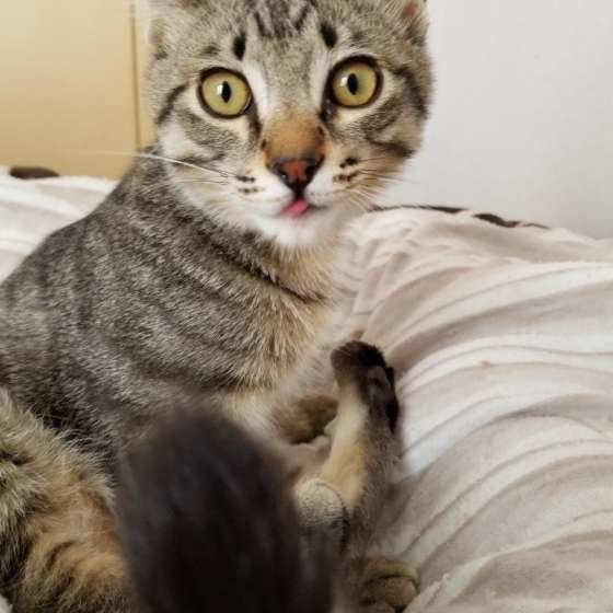 毛づくろい中の猫