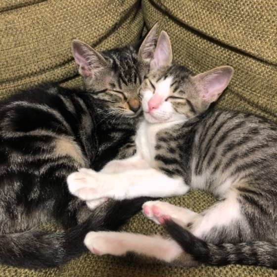 寄り添って眠る猫