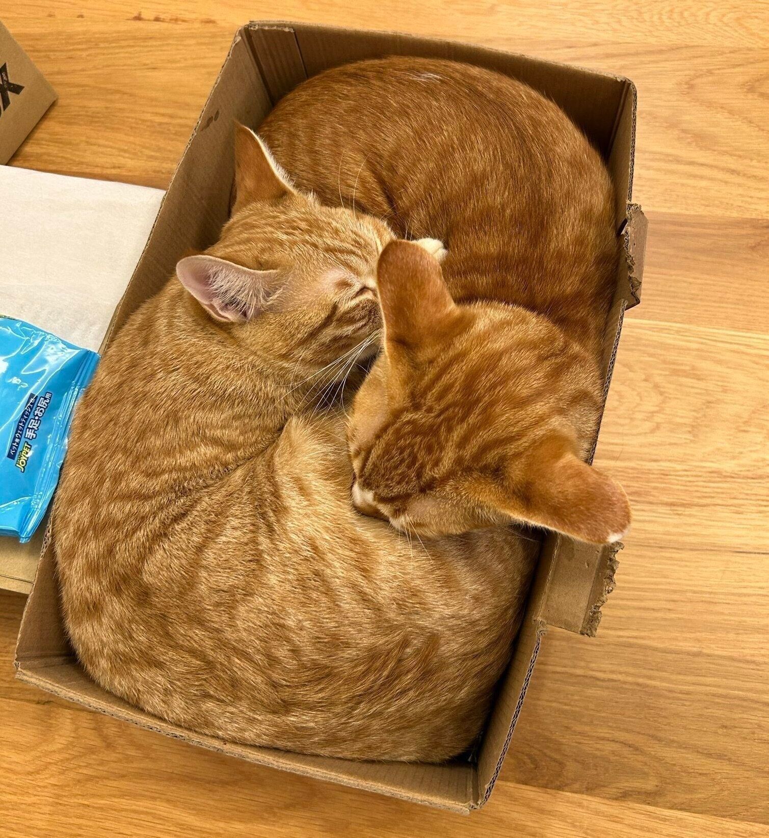 密着するモルトくん、ホップくん。