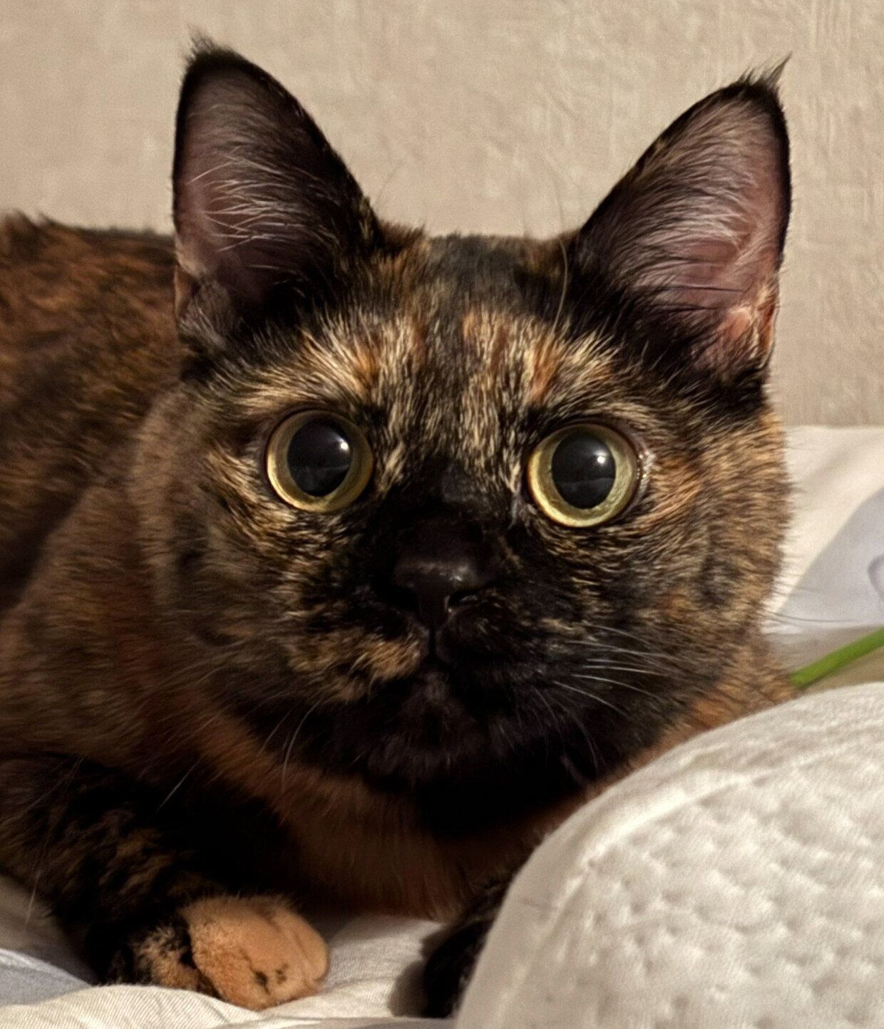 まんまる顔が可愛いまるちゃん