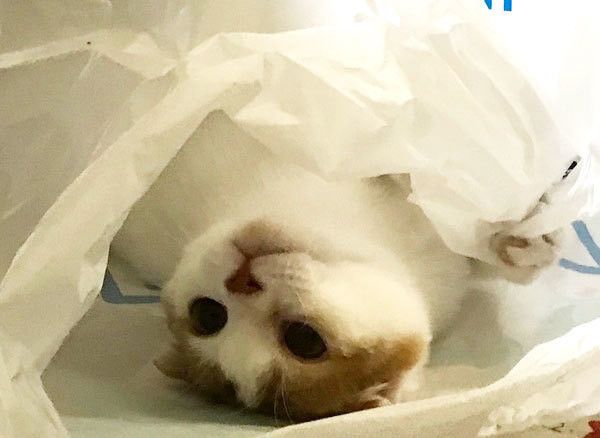 袋で遊ぶ猫