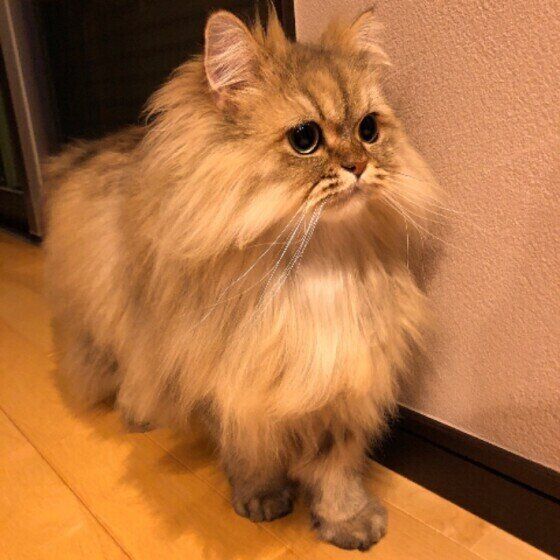 見つめるペルシャ