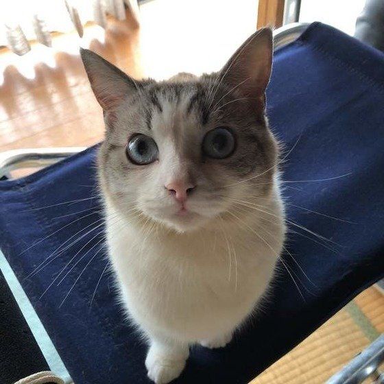 こちらを見上げるマンチカン