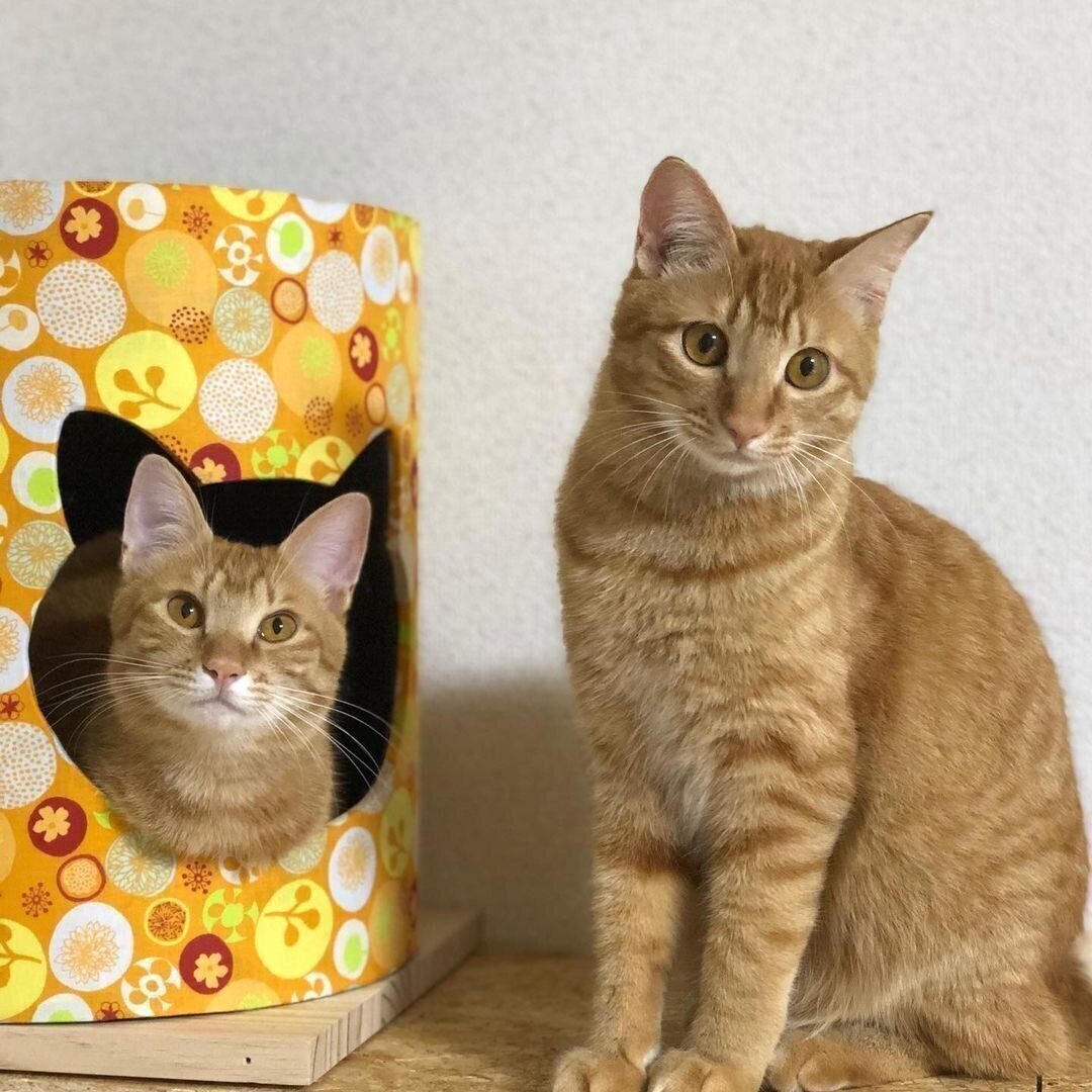 がくちゃんとてんちゃん