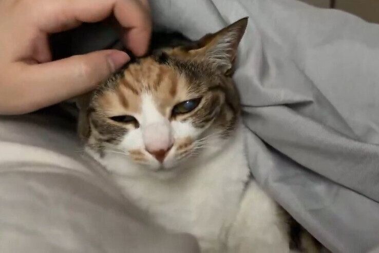 頭を撫でられている猫