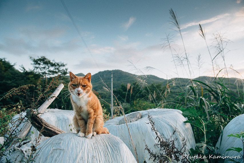 老猫「マメ」2013.9.24撮影