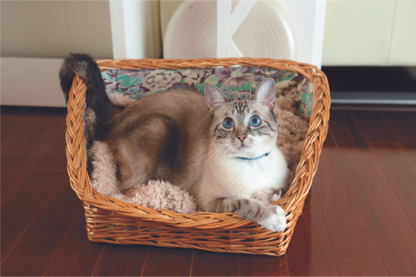 獣医師監修 秋冬に行いたい猫のケアは 防寒対策で快適さアップ ねこのきもちweb Magazine 獣医師監修 秋冬に行いたい猫のケアは 防寒対策で快適さアップ ねこのきもちweb Magazine