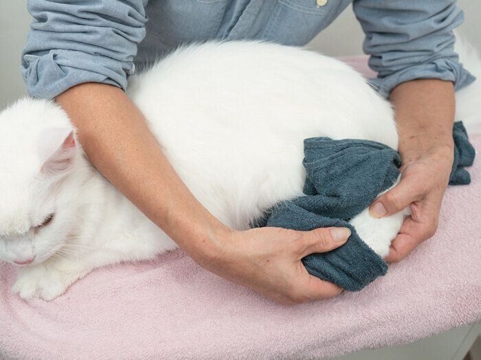 後ろ足も同じように拭いて