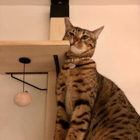 棚にスリスリするZEROくん