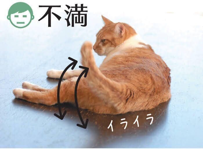 しっぽを叩き付ける猫