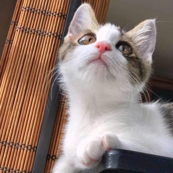 キジトラのれもんちゃん