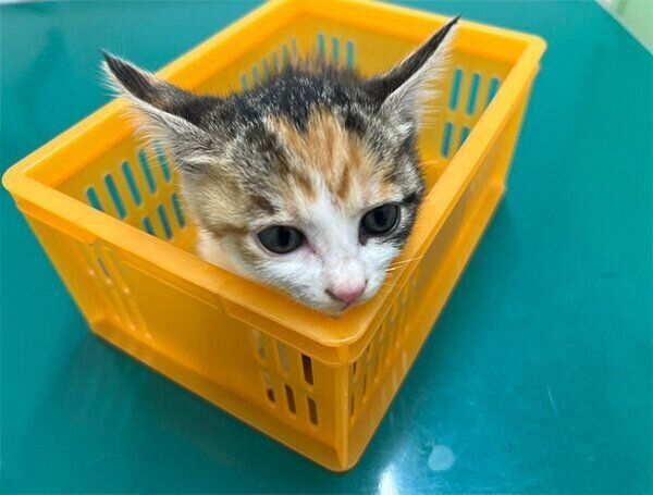 かごに入るすずちゃん