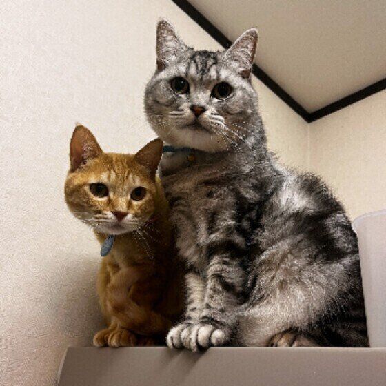 茶トラのきな子ちゃん