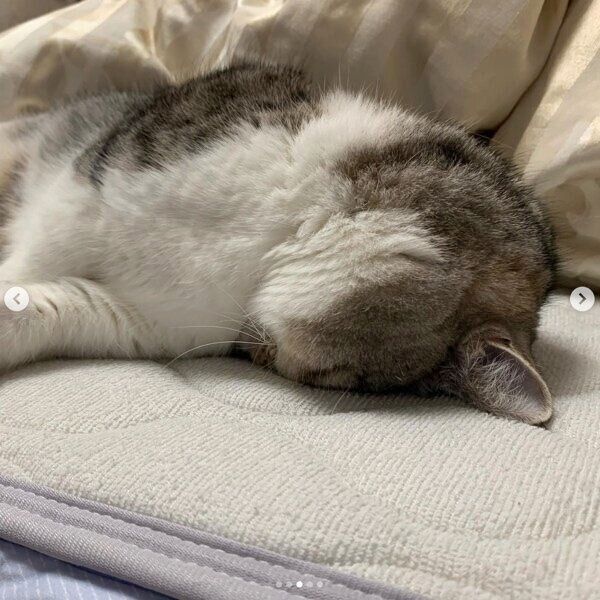 ごめん寝するタロウくん