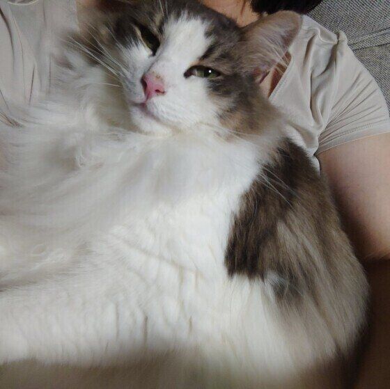 ノルウェージアンフォレストキャットのカレラくん