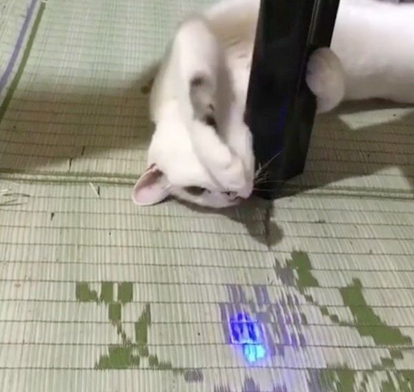 眠たいけど遊びたい猫