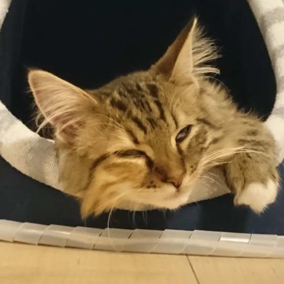 眠るラガマフィン