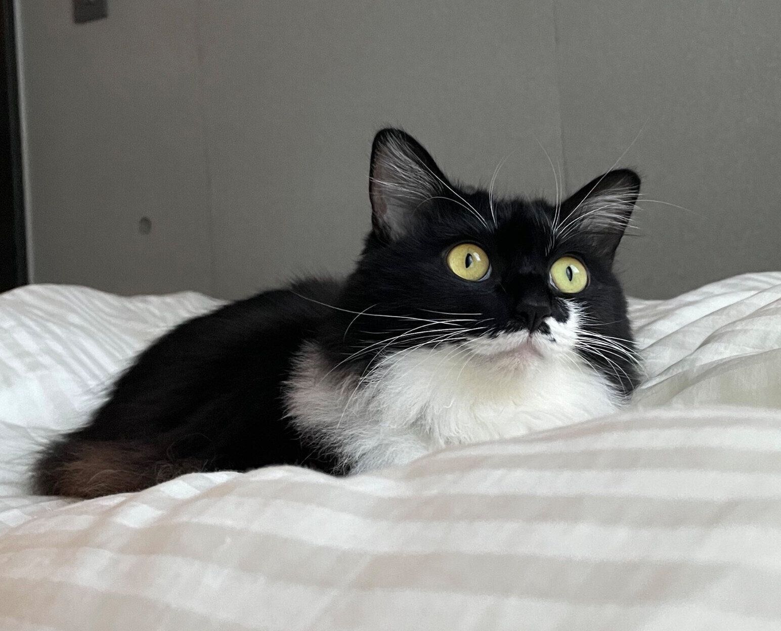 まったりするブラウニーちゃん