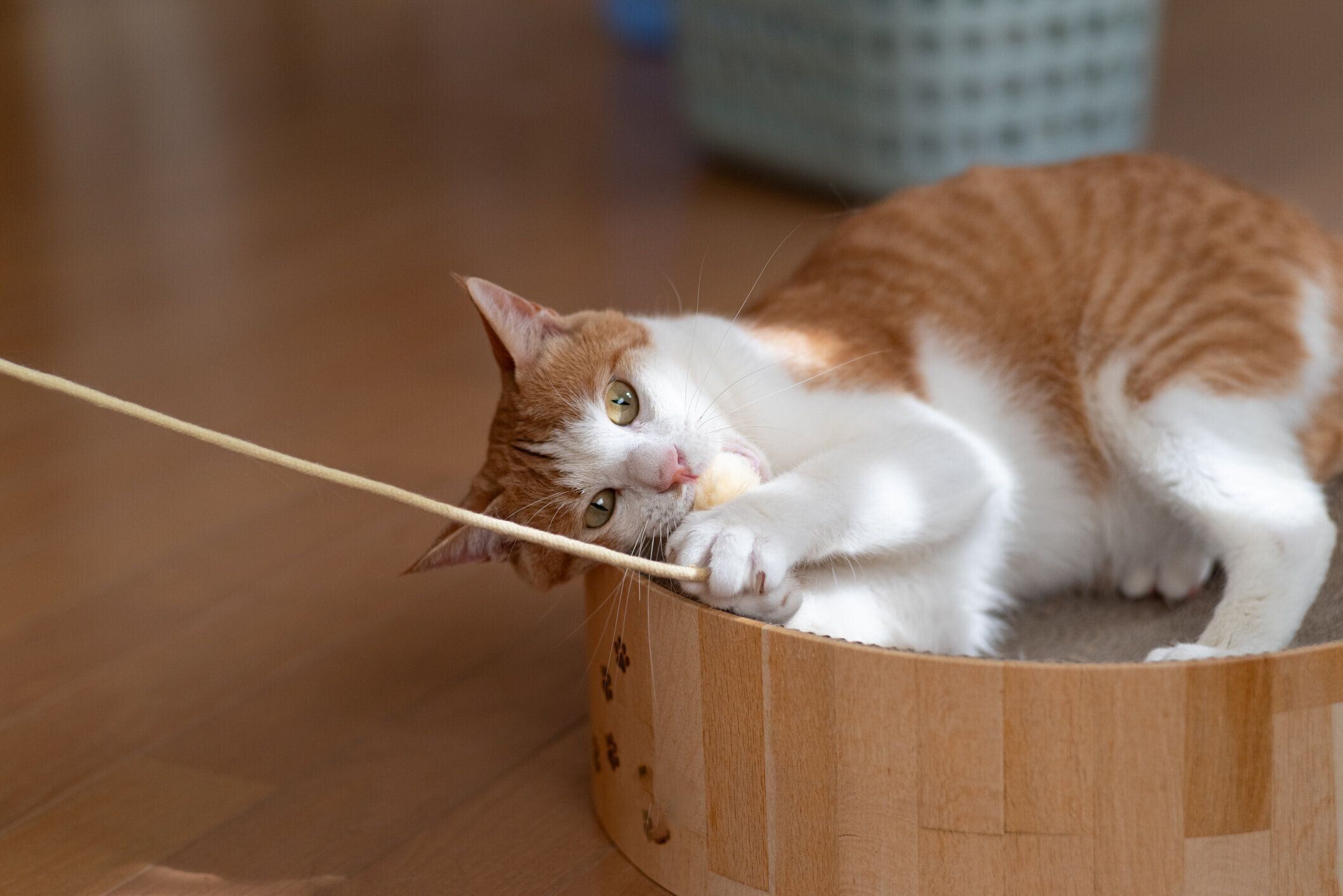 おもちゃで遊ぶ猫