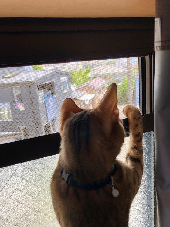 背伸びして窓の外を眺めるベンガル