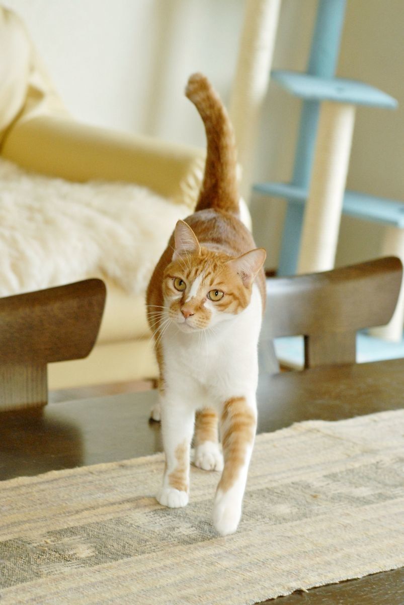 画像／2018年1月号「猫と犬とことんくらべてみました」