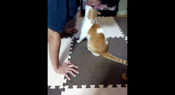 かまってちゃんな猫