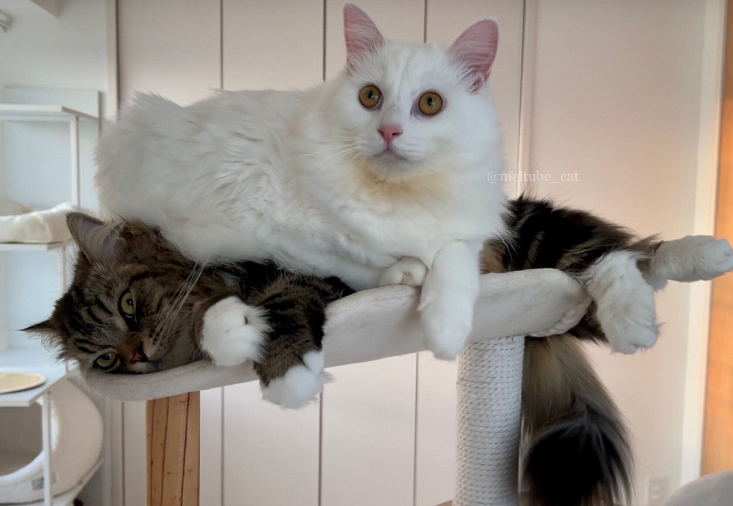 メルくんの上に乗るマオくん