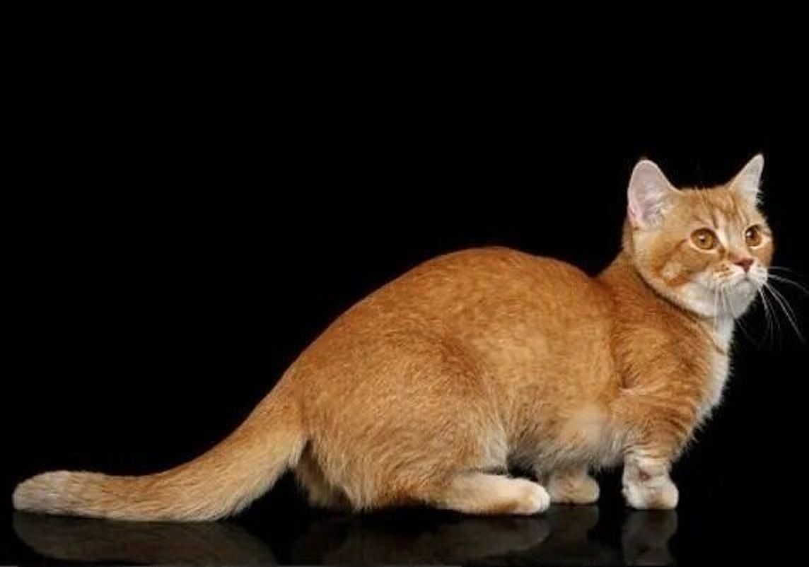 マンチカンの特徴と飼い方 可愛い画像いっぱい ねこのきもち 猫図鑑 ねこのきもちweb Magazine マンチカンの特徴と飼い方 可愛い画像いっぱい ねこのきもち 猫図鑑 ねこのきもちweb Magazine