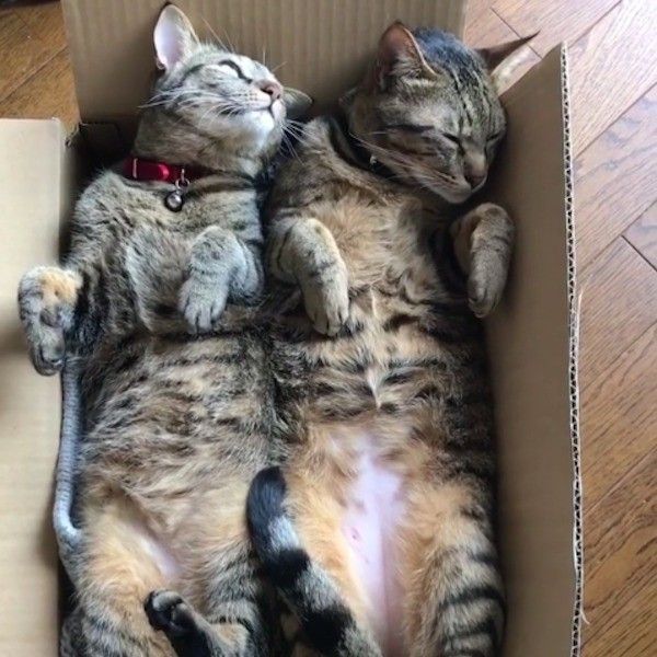猫の箱詰め