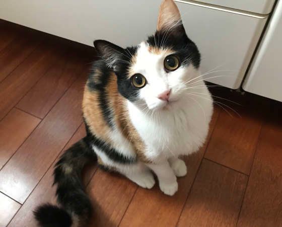 お座りする三毛猫