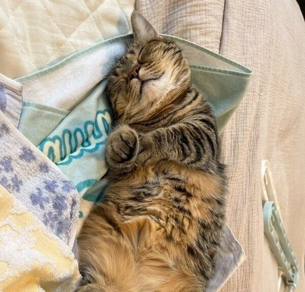 洗濯物の上で眠るもなちゃん