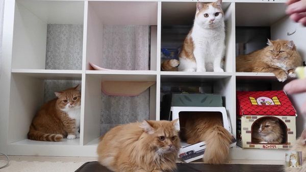 満室になる猫マンション