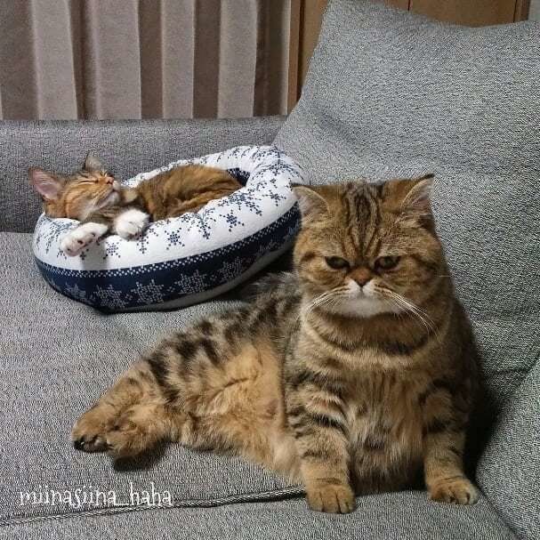 横すわりをするミーナちゃん