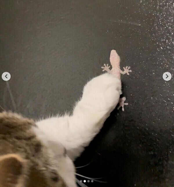 ヤモリを触ろうとするてんくん