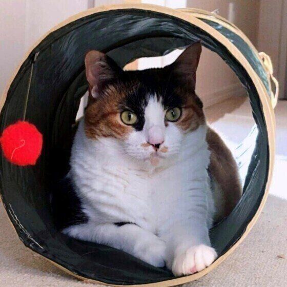 MIX　ミケのルビーちゃん