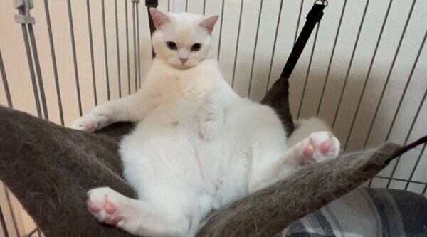 電池切れしたしらたまくん