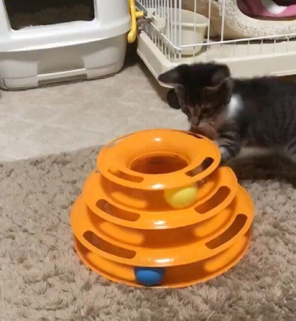 遊ぶごまちゃん