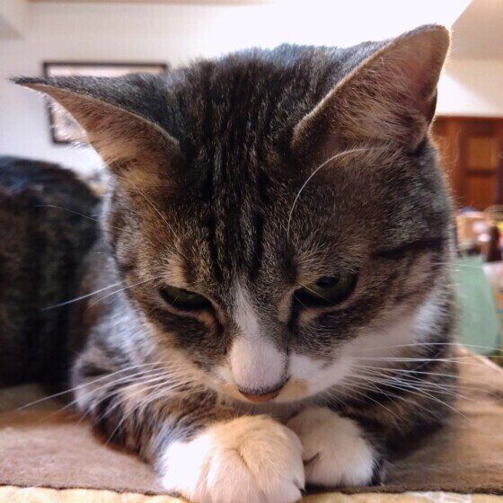 何かをじーっと見つめるみーこちゃん